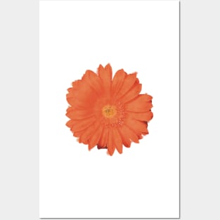 Orange Daisy Flower Posters and Art